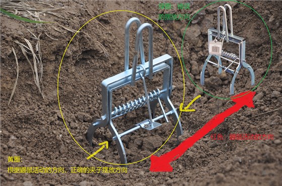 景隆鼹鼠捕捉器摆放