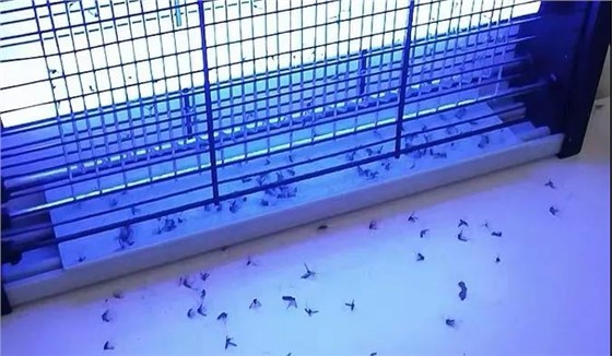 为什么食品厂应将电击式捕蝇灯更换成粘捕式