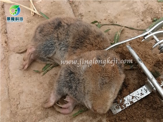 鼹鼠夹捕捉效果