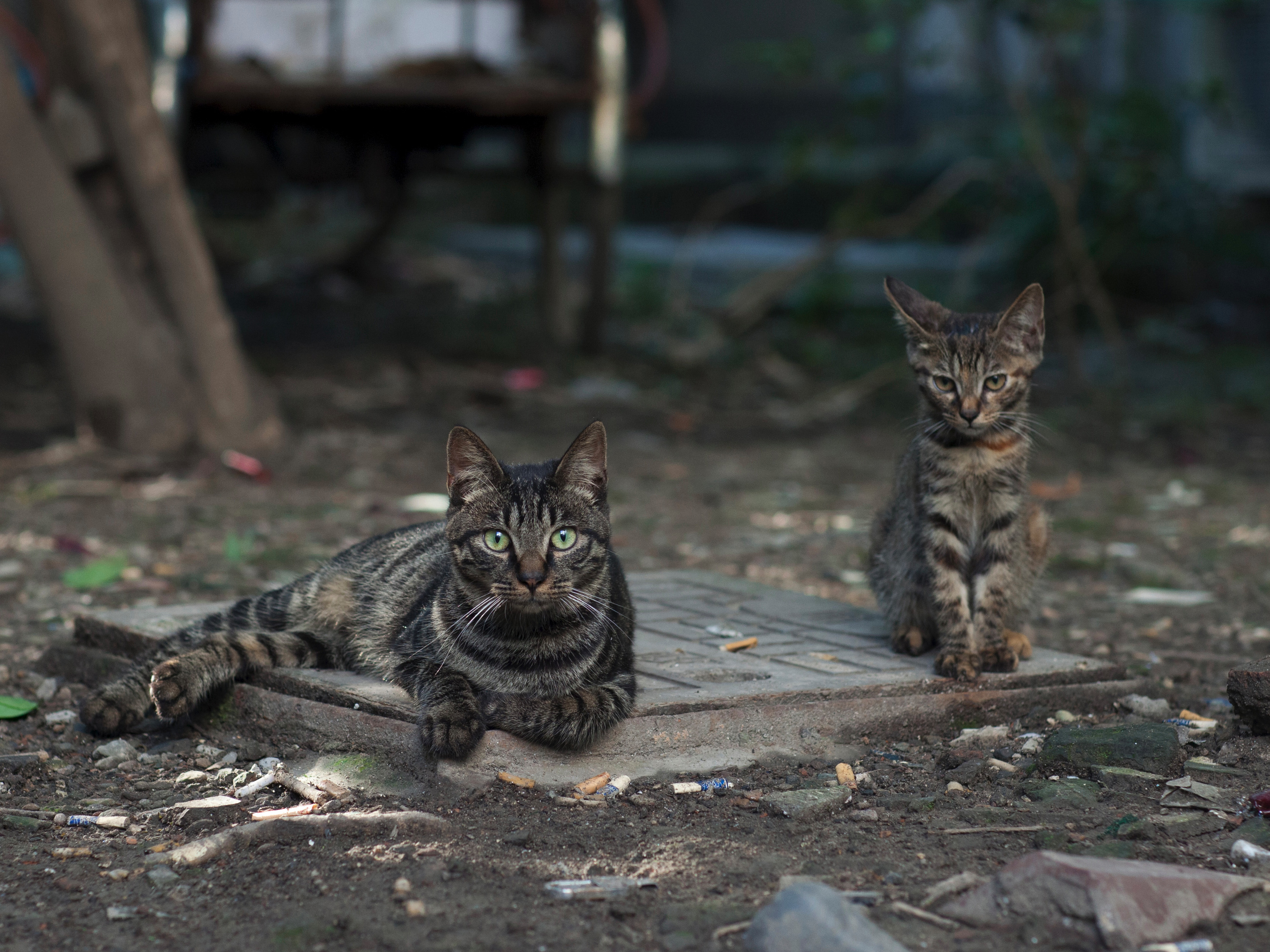 野猫笼厂家科普怎么抓住野猫